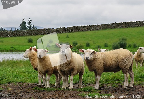 Image of Scottish Sheep