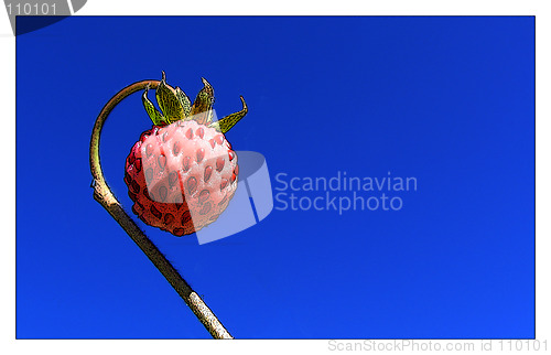 Image of Wild Strawberry