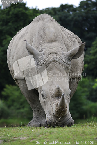 Image of Rhino