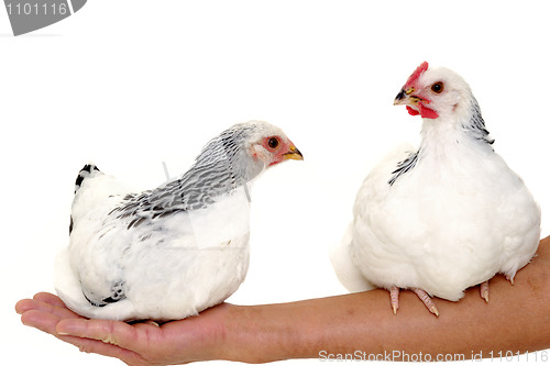 Image of Chickens sitting on arm