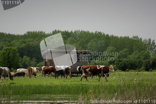 Image of Cattle