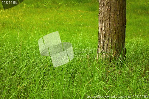 Image of Green grass at foot of large tree