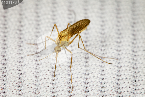 Image of Mosquito bitten through fabric and sucks blood