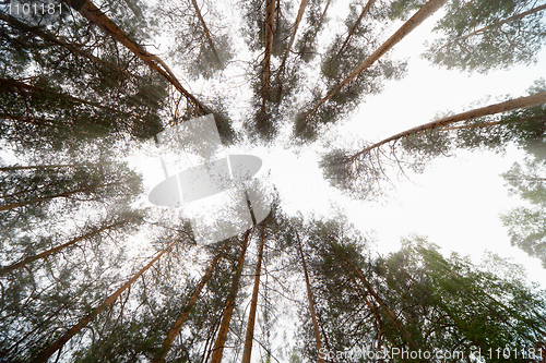 Image of Bright sky in forest