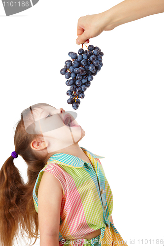 Image of Funny girl catches ripe grapes from hand