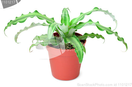 Image of Plant in pot isolated on white background