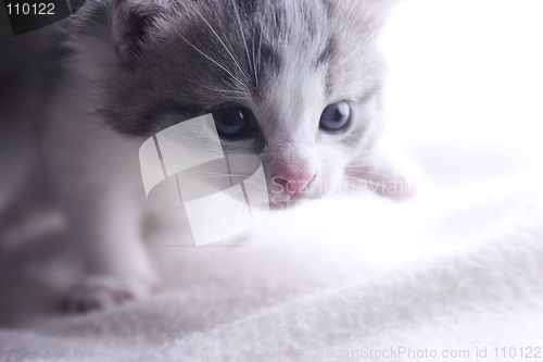 Image of Kitten Walking