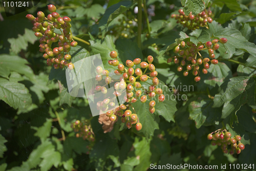 Image of Unripe berries of guelder-rose on bush in garden