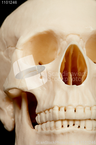 Image of Human skull closeup