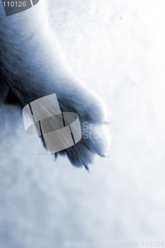 Image of Paw1