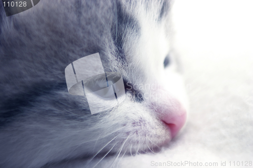 Image of White And Grey Kitten