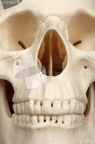 Image of Facial part of skull close up