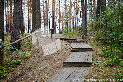 Image of Wooden staircase in pine forest