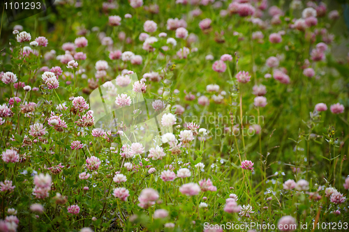 Image of Meadow with blooming clover