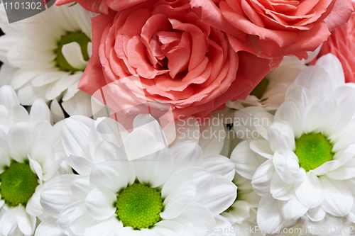 Image of Red and white flowers - roses and chrysanthemums