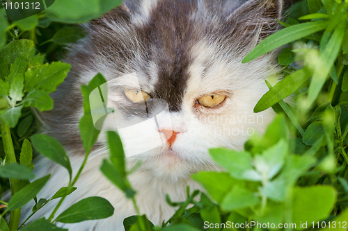 Image of Terrible fluffy house cat muzzle