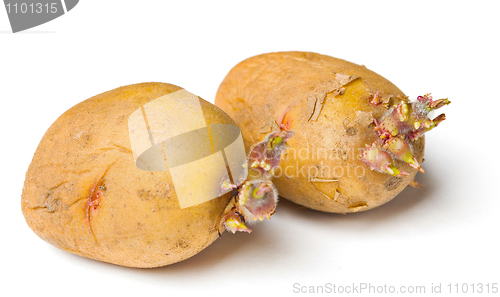 Image of Potato seeds on white background