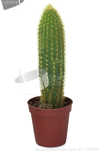 Image of Long cactus in a pot