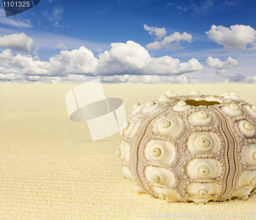 Image of Shell of the sea urchin on beach