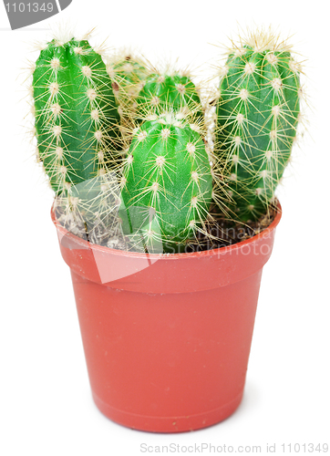 Image of Cactus