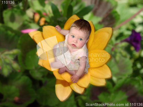 Image of Blue Eyed Susan