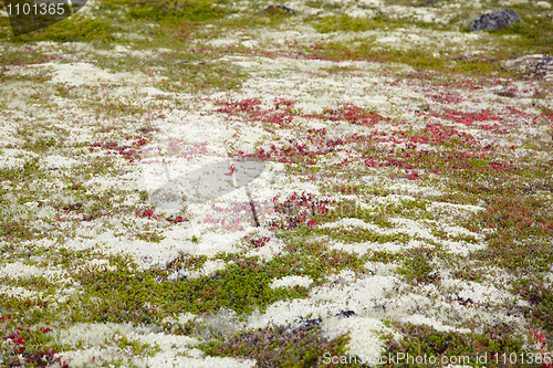 Image of Ground covered by multicolored mosses and lichens - northern tun