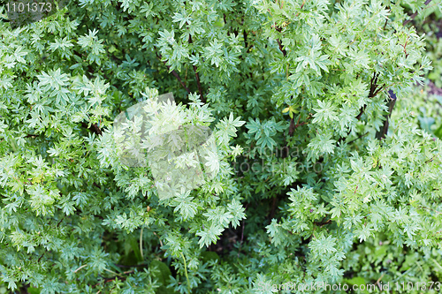 Image of Magnificent green vegetation close up