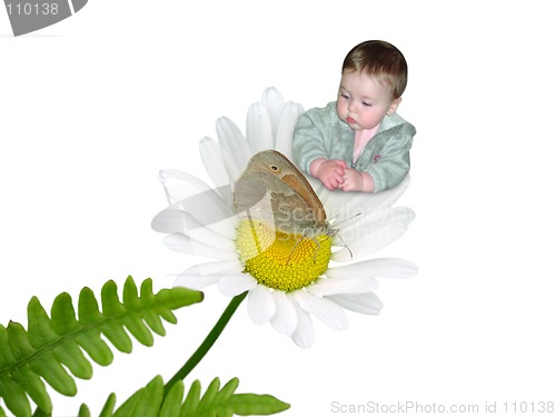 Image of Daisy Discovery