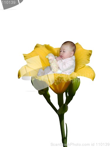 Image of Daylilly Playpen