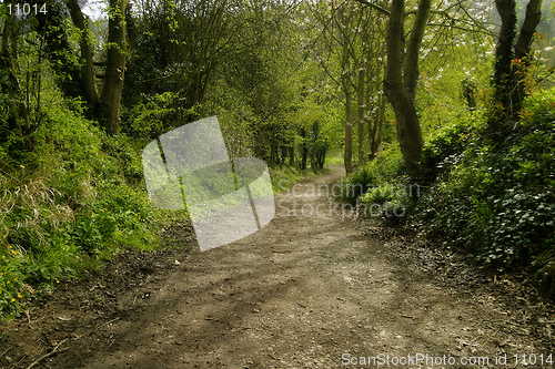 Image of Forest Path