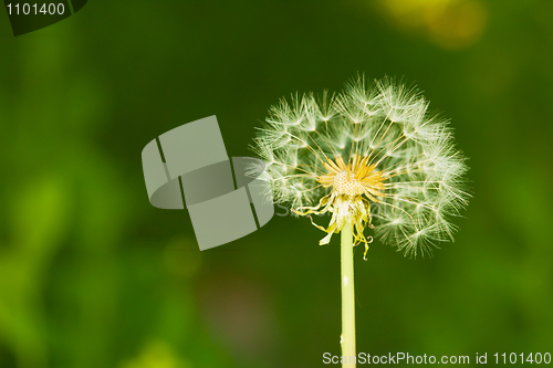 Image of Partially bare little dandelion