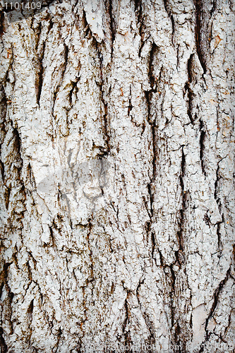 Image of Trunk of old wood - rough bark