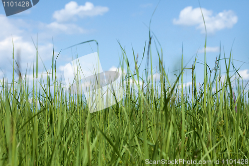 Image of High dense grass against sky