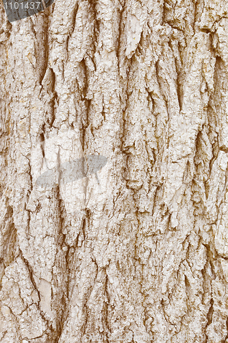 Image of Bark of wood - natural background