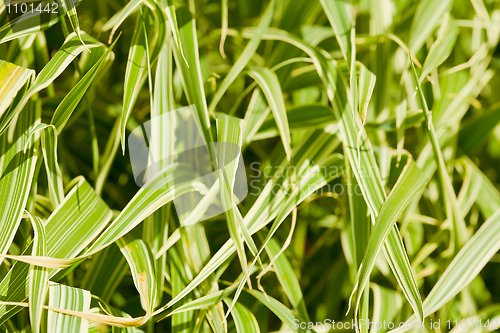 Image of Green grass background