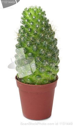 Image of Small cactus in brown pot