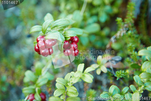 Image of Cranberry fruit on bushes