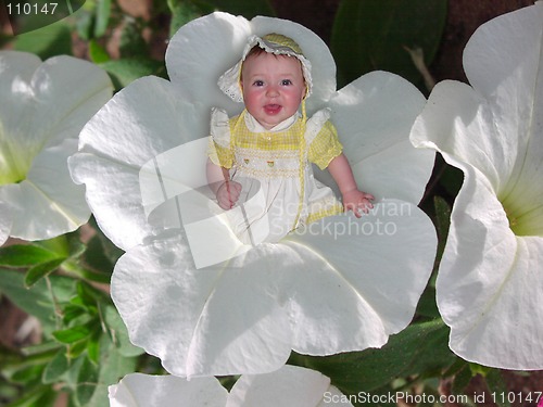 Image of Sitting in a Petunia