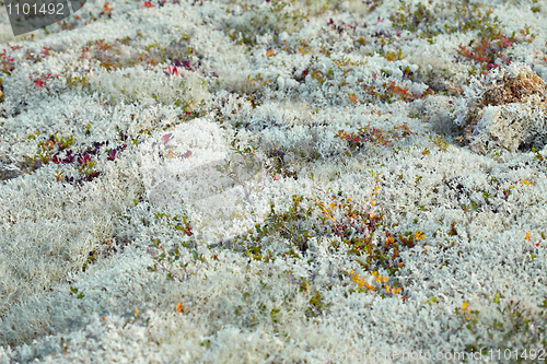 Image of Ground covered with moss and lichen - north, tundra