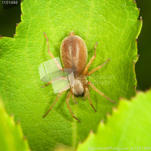 Image of Small thick spider on green leaf