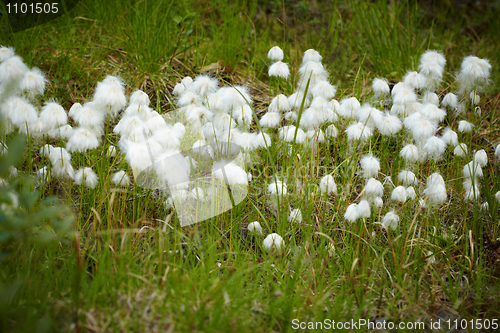 Image of Marsh plant - cotton grass during fruiting