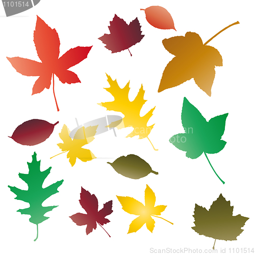 Image of Autumnal leaves