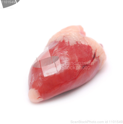 Image of bird heart