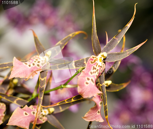 Image of Orchidaceous flower in Keukenhof park