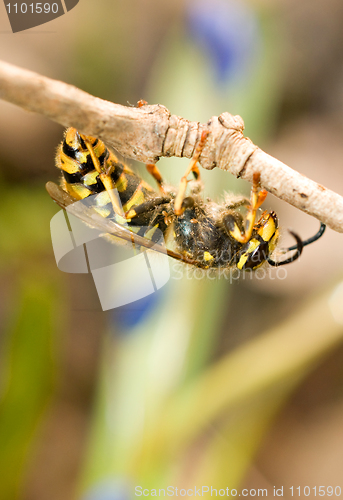 Image of Close-up of wasp on thin branch