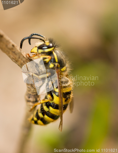Image of Large wasp on thin branch in spring