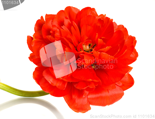 Image of Close-up of red tulip over white