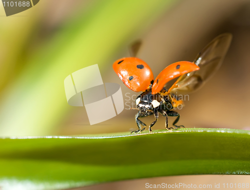 Image of Ready to fly. Closeup of ladybug