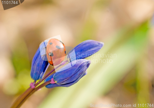 Image of Closeup of ladybirds back on snowdrop