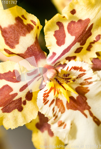 Image of Close-up of orchid flower in Keukenhof